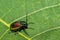 Dogbane Leaf Beetle - Chrysochus auratus