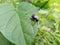 dogbane leaf beetle, eating leaves