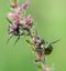 Dogbane Leaf Beetles Reproducing on a Flower