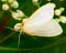 Dogbane Tiger Moth