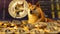 Dogecoin Crypto Bitcoin Altcoin Cute Dog Doge Shiba Inu Currency