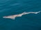 Dogfish scyliorhinus canicula on sea surface