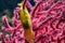 Dogfish yellow egg hanging on gorgonia