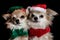 Doggy Christmas party