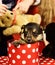 Doggy looks out of spotted Christmas box on defocused background.