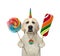 Dogicorn with colored lollipops 2