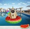 Dogicorn eats ice cream in pool at resort