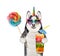 Dogicorn husky holds lollipop and juice