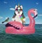 Dogicorn husky on inflatable flamingo in sea