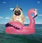 Dogicorn pug on inflatable flamingo in sea