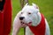 The dogo argentino