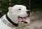 Dogo argentino