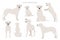 Dogo Argentino clipart. Different poses, coat colors set