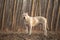 Dogo Argentino forest portrait