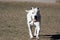 Dogo Argentino playing ears just cropped