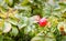 Dogrose bush with red fruits