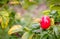 Dogrose bush with red fruits