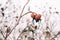 Dogrose covered with snow in the winter forest