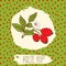 Dogrose hand drawn sketched fruit with leaf on background with dots pattern. Doodle vector rose hip for logo, label, brand identit