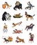 Dogs_1