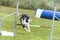 Dogs in an Agility Competition