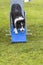 Dogs in an Agility Competition