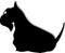 Dogs animal a Scottish Terrier