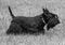 Dogs animal a Scottish Terrier. black and white photography