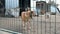 Dogs in animal shelter. Stray dogs waiting for adoption. Dogs in shelter cages