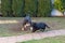 The dogs Appenzeller and puppy playing or fighting in the garden