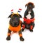 Dogs as Dutch soccer supporters