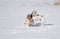 Dogs attacking basenji dog while play on a fresh snow