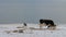 Dogs bark at a cow that graze and eat grass in winter