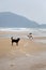 Dogs on the beach in Agonda, Goa, India