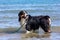 Dogs on the beach with the owner, more and more they are beaches that consent to bring their 4-legged friend. this facilitates dog