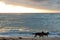 Dogs on the beach at Sunrise