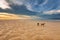 Dogs on the beach at sunset