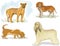 Dogs beagle, afghan hound, basset hound, bullmastiff hand drawn cute cartoon sketch coloring set pets on a white background