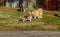 Dogs beagle and chow chow walking in the park. Beagle dog peeing on a tree.