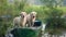 dogs on the boat. Labrador Retriever in nature