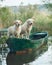 dogs on the boat. Labrador Retriever in nature