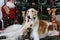 Dogs, borzoi hounds with christmas greetings