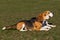 Dogs breed beagle