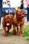 Dogs of breed french mastiff