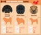 Dogs breed infographics types of dog breeds from China.