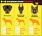 Dogs breed infographics types of dog breeds from Germany