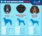 Dogs breed infographics types of dog breeds from Russia.