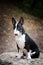 Dogs breed mini bull terrier black with a white breast sitting on a stone