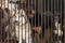 Dogs in a cage - including a Siberian Husky with blue eyes looking wistfully out from behind bars at a doggie daycare