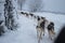 Dogs carrying sleds. Winter outdoor activity. Seasonal entertainment. Much snow. Cold weather.